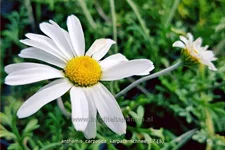 Anthemis carpatica 'Karpatenschnee'