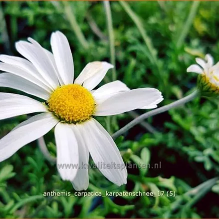 Anthemis carpatica 'Karpatenschnee'