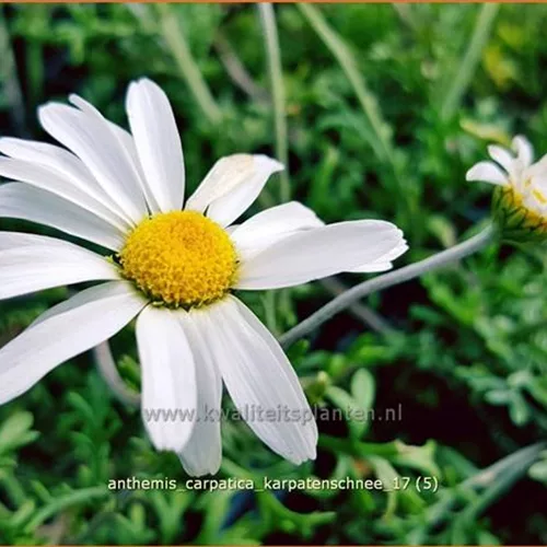 Anthemis carpatica 'Karpatenschnee'