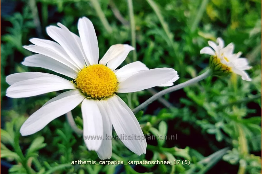 Anthemis carpatica 'Karpatenschnee'