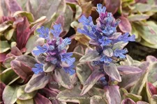 Ajuga tenorii 'Princess Nadia'
