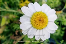 Anthemis carpatica 'Karpatenschnee'