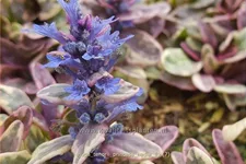 Ajuga tenorii 'Princess Nadia'