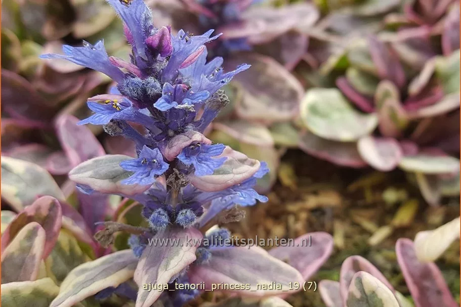 Ajuga tenorii 'Princess Nadia'