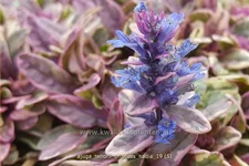 Ajuga tenorii 'Princess Nadia'