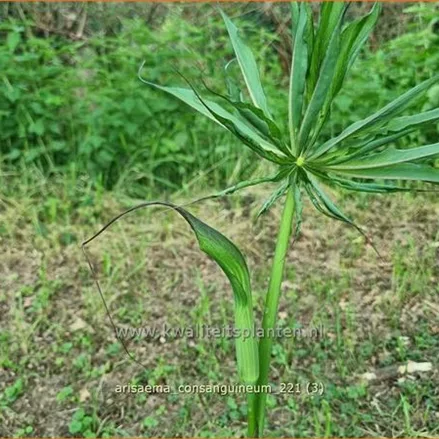 Arisaema consanguineum (pot 11 cm)