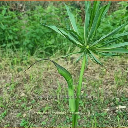 Arisaema consanguineum (pot 11 cm)
