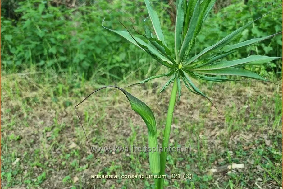 Arisaema consanguineum (pot 11 cm)
