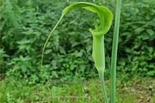 Arisaema consanguineum (pot 11 cm)