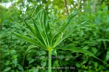 Arisaema consanguineum (pot 11 cm)