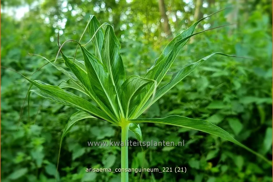 Arisaema consanguineum (pot 11 cm)