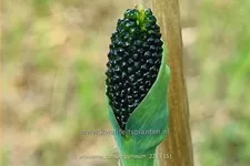 Arisaema consanguineum (pot 11 cm)