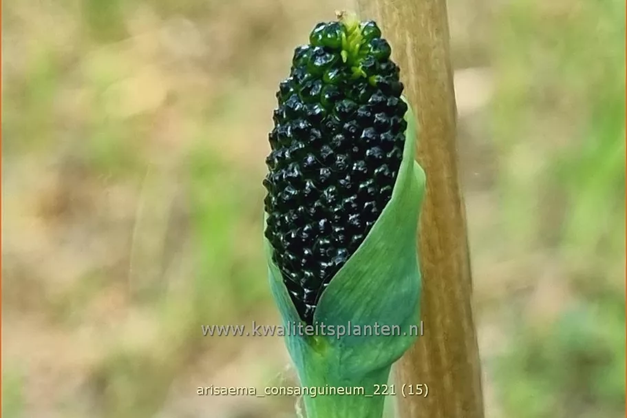 Arisaema consanguineum (pot 11 cm)