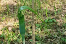 Arisaema consanguineum (pot 11 cm)