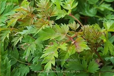 Aruncus aethusifolius 'Bronze'
