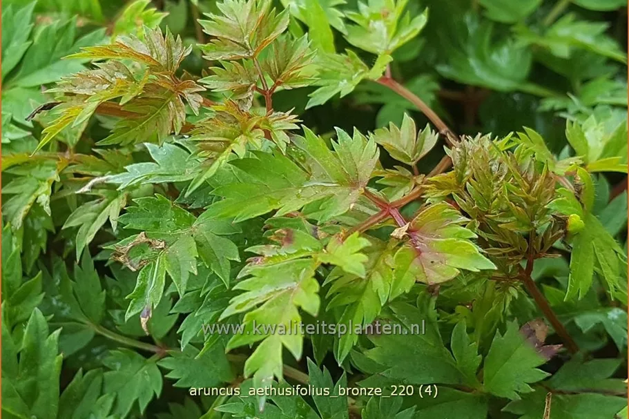 Aruncus aethusifolius 'Bronze'
