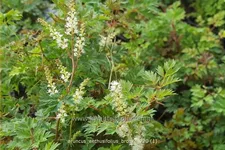 Aruncus aethusifolius 'Bronze'