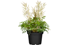 Aruncus aethusifolius 'Bronze'