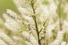 Aruncus aethusifolius 'Bronze'