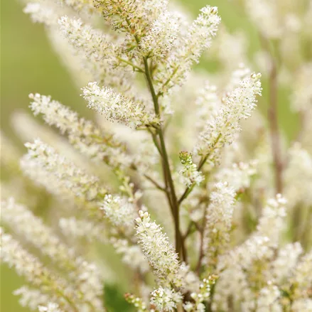 Aruncus aethusifolius 'Bronze'
