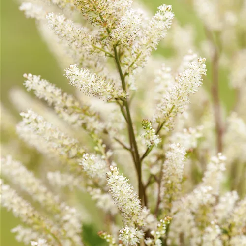 Aruncus aethusifolius 'Bronze'