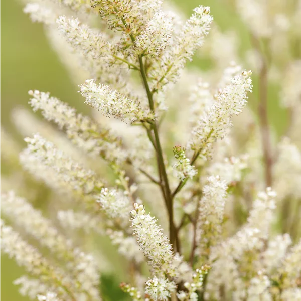 Aruncus aethusifolius 'Bronze'