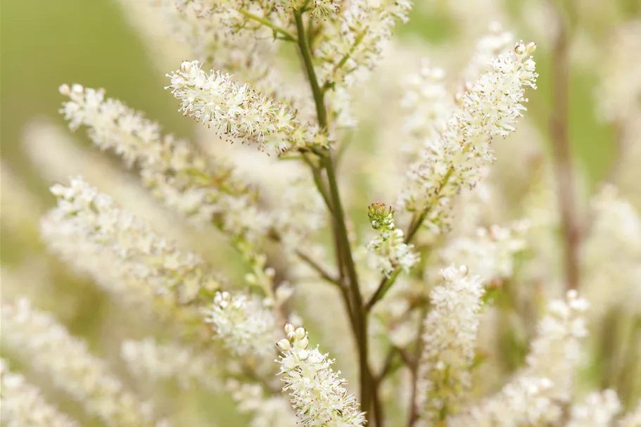 Aruncus aethusifolius 'Bronze'