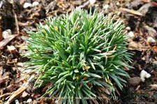 Armeria juniperifolia 'New Zealand Form'