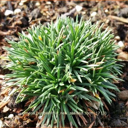 Armeria juniperifolia 'New Zealand Form'