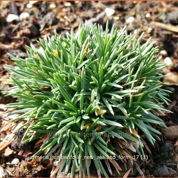 Armeria juniperifolia 'New Zealand Form'