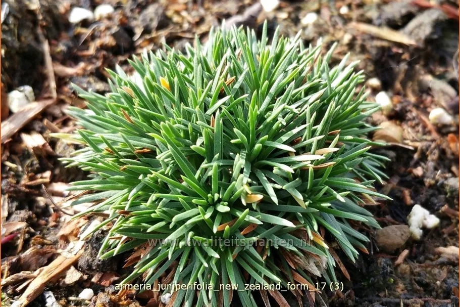 Armeria juniperifolia 'New Zealand Form'