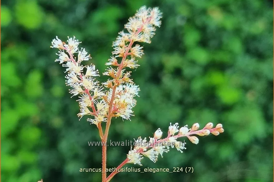 Aruncus aethusifolius 'Elegance'