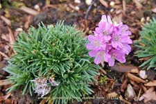 Armeria juniperifolia 'New Zealand Form'