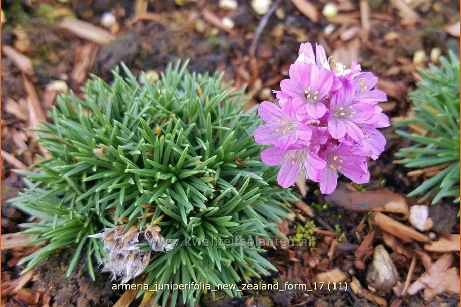 Armeria juniperifolia 'New Zealand Form'