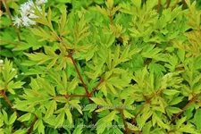 Aruncus aethusifolius 'Elegance'