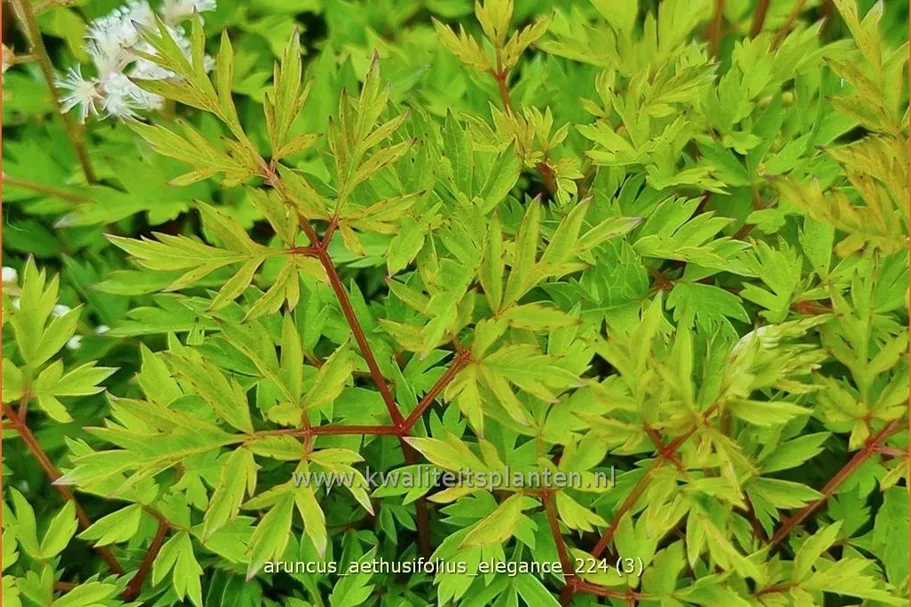 Aruncus aethusifolius 'Elegance'