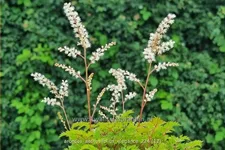 Aruncus aethusifolius 'Elegance'