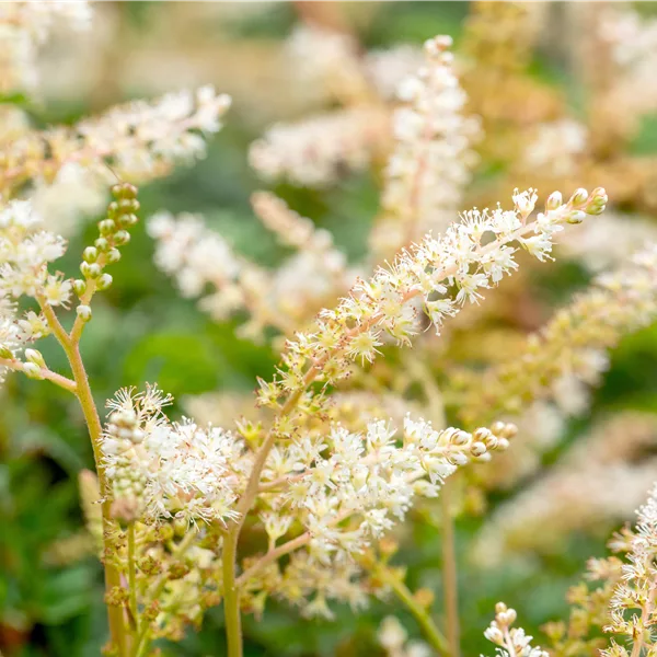 Aruncus aethusifolius 'Elegance'
