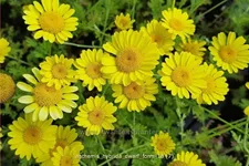 Anthemis hybrida 'Dwarf Form'