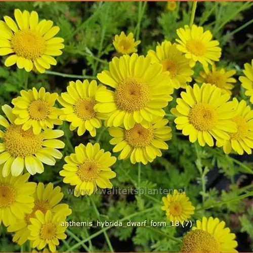 Anthemis hybrida 'Dwarf Form'