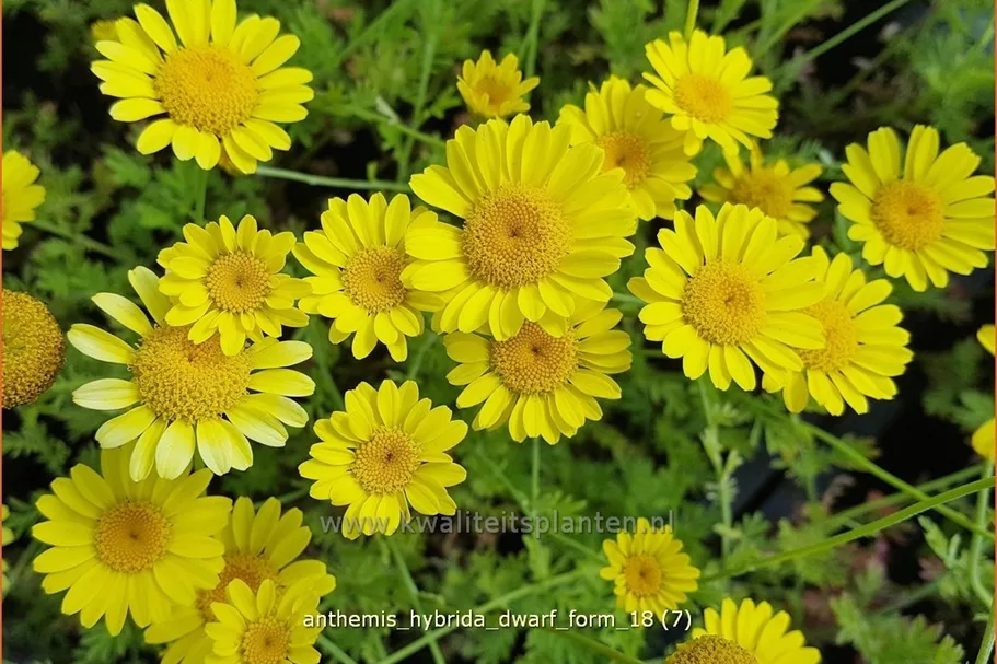 Anthemis hybrida 'Dwarf Form'
