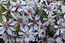 Aster cordifolius 'Ideal'