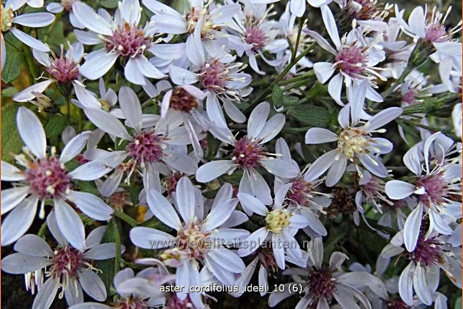 Aster cordifolius 'Ideal'