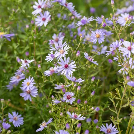 Aster cordifolius 'Ideal'