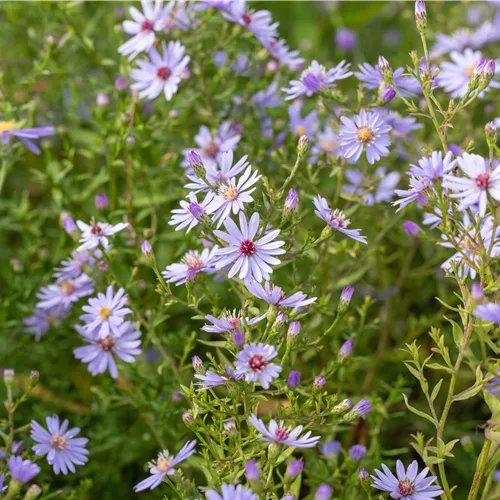 Aster cordifolius 'Ideal'