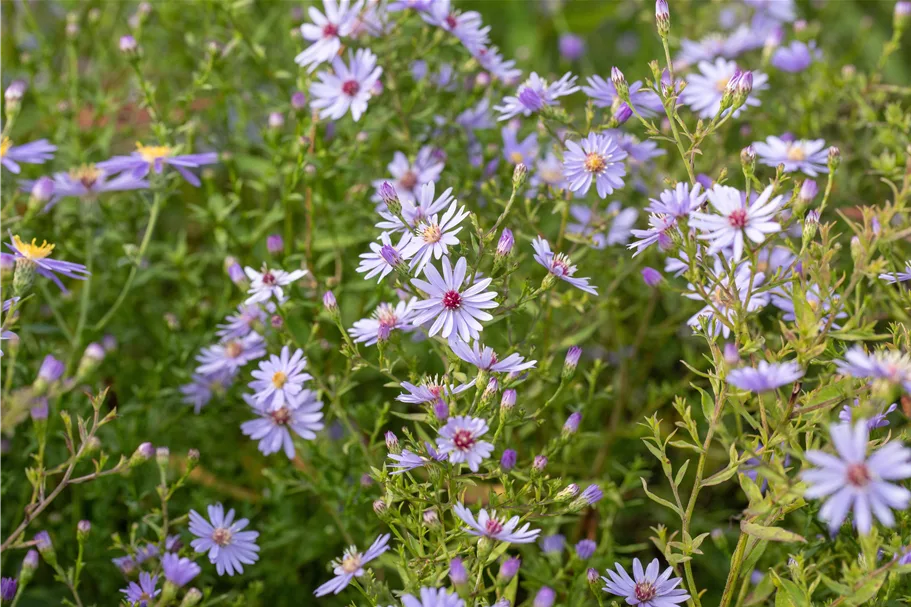 Aster cordifolius 'Ideal'