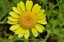 Anthemis hybrida 'Dwarf Form'