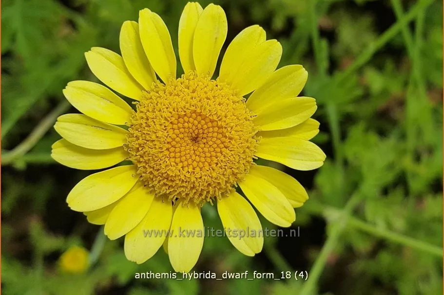 Anthemis hybrida 'Dwarf Form'