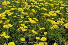 Anthemis hybrida 'Dwarf Form'