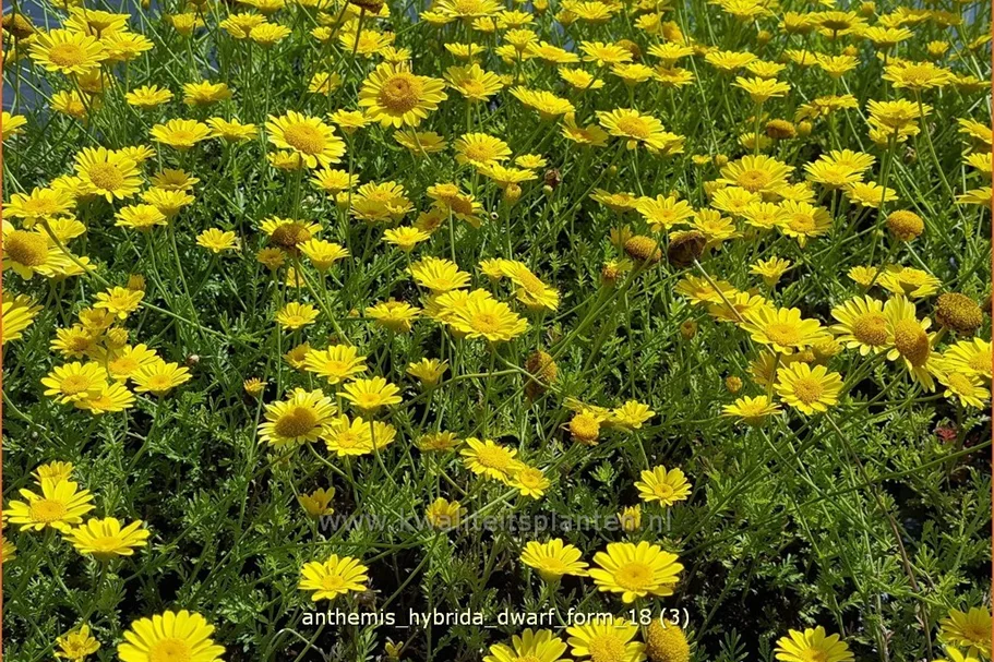 Anthemis hybrida 'Dwarf Form'